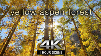 "Yellow Aspen Forest" 1 HR Static Nature Video 4K