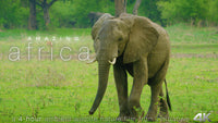 "Amazing Africa" Zimbabwe 4 Hour Dynamic Nature Wildlife Video 4K