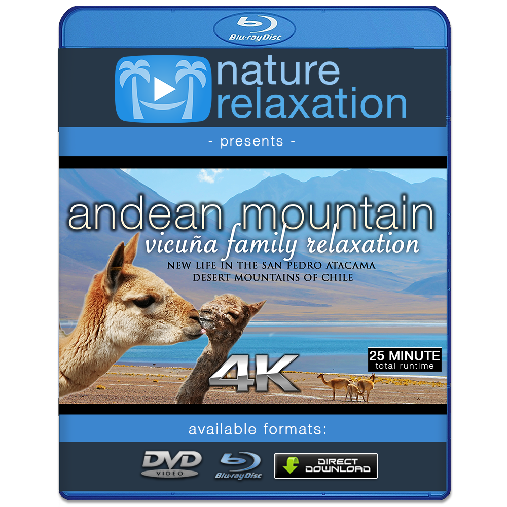 "Andean Mountain Wildlife: Vicuña Family" 25 MIN Dynamic Music Video 4K