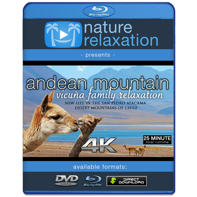 "Andean Mountain Wildlife: Vicuña Family" 25 MIN Dynamic Music Video 4K