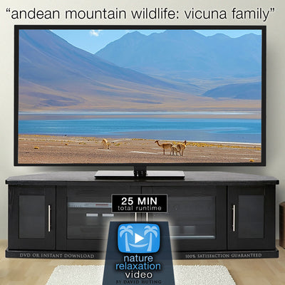 "Andean Mountain Wildlife: Vicuña Family" 25 MIN Dynamic Music Video 4K