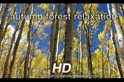 "Autumn Forest Relaxation" 1 HR Dynamic Nature Video 1080p