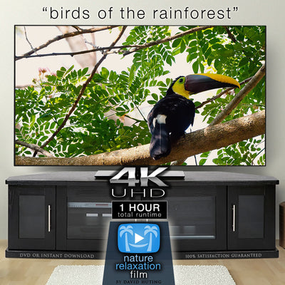 "Birds of the Rainforest" 1 Hour Dynamic Wildlife Nature Video in 4K