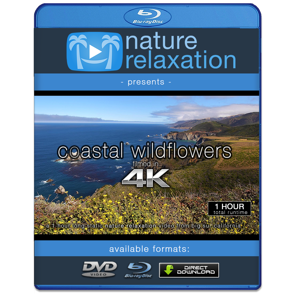 "Coastal Wildflowers" 1 HR Static (Fixed Angle) 4K Nature Video