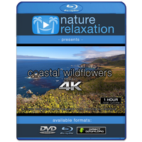 "Coastal Wildflowers" 1 HR Static (Fixed Angle) 4K Nature Video