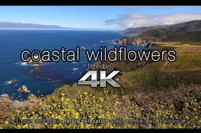 "Coastal Wildflowers" 1 HR Static (Fixed Angle) 4K Nature Video