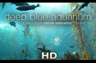 "Deep Blue Aquarium" w/ Music 1 HR Static Nature Video Scene HD
