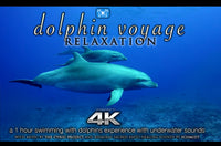 "Dolphin Voyage Relaxation" 1 Hour Dynamic Music Video