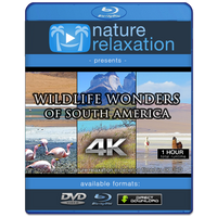 "Wildlife Wonders of South America" 1 HR Dynamic 4K UHD Music Video