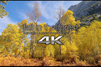 "Fall in the Forest" 2 HR Dynamic Video with Music 4K