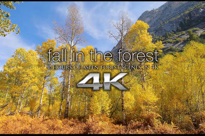"Fall in the Forest" 2 HR Dynamic Video with Music 4K