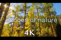 "Golden Echoes of Nature" Short 2 MIN Music Video 4K