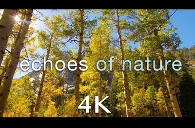 "Golden Echoes of Nature" Short 2 MIN Music Video 4K