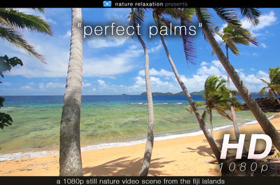 "Perfect Palms" Tropical Fiji Static Nature Video Scene