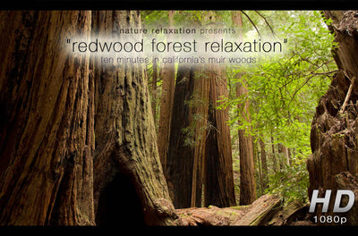 "Redwood Forest Relaxation" Healing  10 Minute Nature Relaxation Video HD 1080p