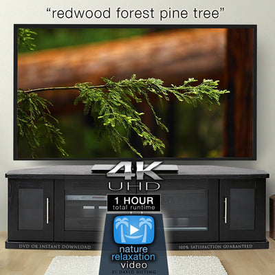 "Redwood Forest Pine Tree" 1 HR  Static Nature Video 4K