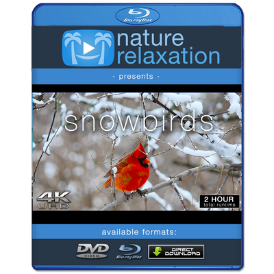 "Snowbirds" 2-Hour Wildlife Winter Nature Video in 4K