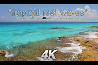 "Tropical Reef Waves" Cancun 1 HR Still 4K Nature Relaxation Video