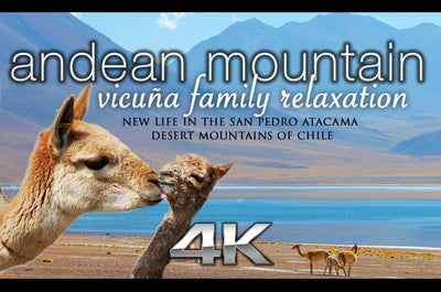 "Andean Mountain Wildlife: Vicuña Family" 25 MIN Dynamic Music Video 4K