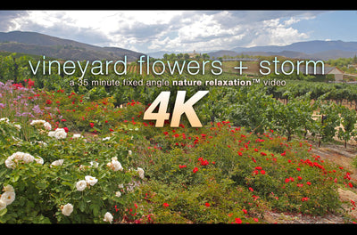 "Vineyard Flowers + Storm" 4K Static Real-Time Relaxation Video