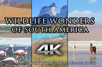 "Wildlife Wonders of South America" 1 HR Dynamic 4K UHD Music Video
