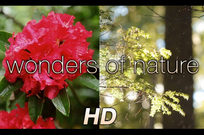 "Wonders of Nature" 1 HR Dynamic Nature Relaxation Video 1080p