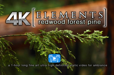 "Redwood Forest Pine Tree" 1 HR  Static Nature Video 4K